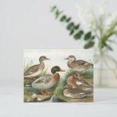 Mallard und Wigeon Vintag Bird Illustration Postkarte (Stehend Vorderseite)
