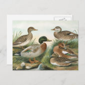 Mallard und Wigeon Vintag Bird Illustration Postkarte (Vorne/Hinten)