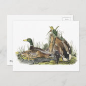 Mallard von Audubon Postkarte (Vorne/Hinten)