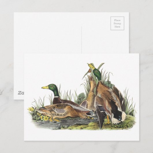 Mallard von Audubon Postkarte (Vorne/Hinten)