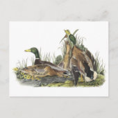 Mallard von Audubon Postkarte (Vorderseite)