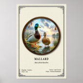 Mallard-Zoologie-Serie Poster (Vorne)