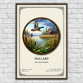 Mallard-Zoologie-Serie Poster