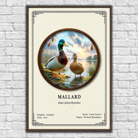 Mallard-Zoologie-Serie Poster