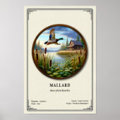 Mallard-Zoologie-Serie Poster (Vorne)