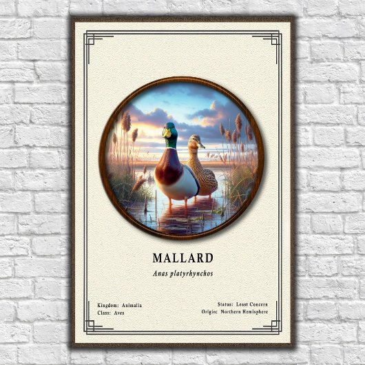 Mallard-Zoologie-Serienposter Poster