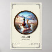 Mallard-Zoologie-Serienposter Poster (Vorne)