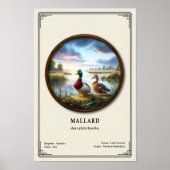 Mallard Zoology Series Poster (Vorne)