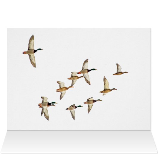 Mallardenflug (Innenansicht Horizontal (Oben))