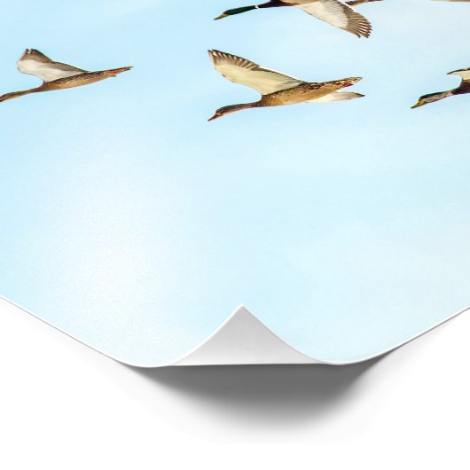 Mallardenflug Fotodruck (Ecke)