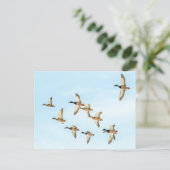 Mallardenflug Postkarte (Stehend Vorderseite)