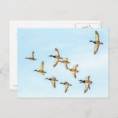 Mallardenflug Postkarte (Vorne/Hinten)