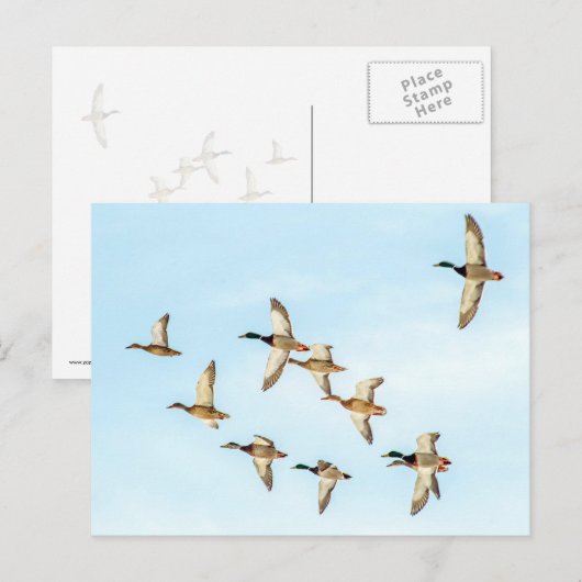 Mallardenflug Postkarte (Vorne/Hinten)