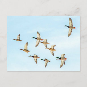Mallardenflug Postkarte