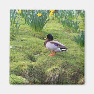 Mallardente am Ufer eines Flusses Magnet