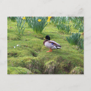 Mallardente am Ufer eines Flusses Postkarte