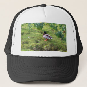 Mallardente am Ufer eines Flusses Truckerkappe