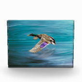 Mallardente Fotoblock (Vorderseite)