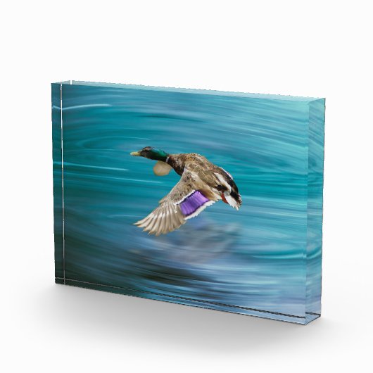 Mallardente Fotoblock (Rechts)