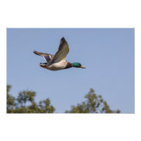Mallardente im Flug