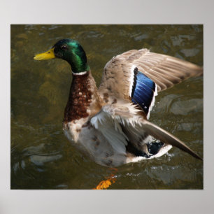Mallardente kurz vor dem Fliegen Canvas Print Poster