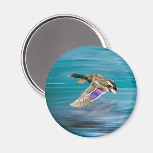 Mallardente Magnet (Vorderseite/Rückseite)