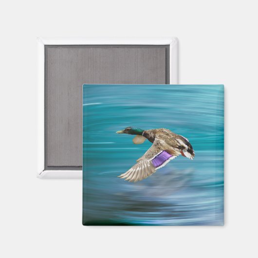 Mallardente Magnet (Vorderseite/Rückseite)