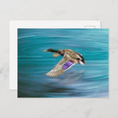 Mallardente Postkarte (Vorne/Hinten)