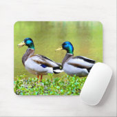 Mallards am Ufer des Teiches Mousepad (Mit Mouse)