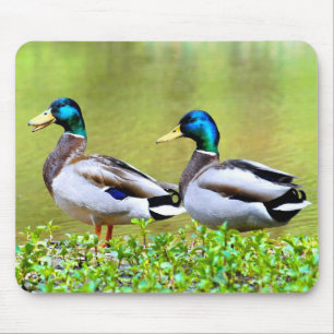 Mallards am Ufer des Teiches Mousepad