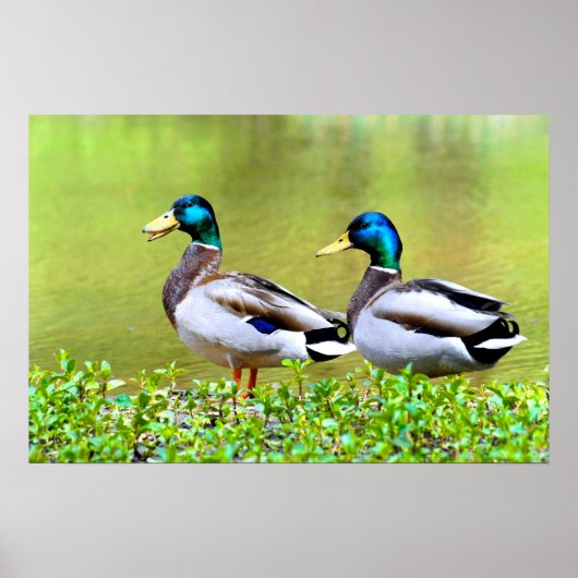 Mallards am Ufer des Teiches Poster (Vorne)