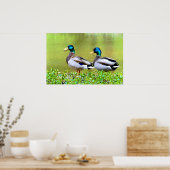 Mallards am Ufer des Teiches Poster (Küche)