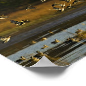 Mallards aus dem Wasser Poster (Ecke)