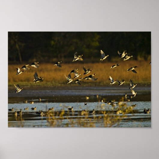 Mallards aus dem Wasser Poster (Vorne)