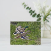 Mallards Flying Postcard Postkarte (Stehend Vorderseite)