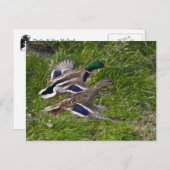 Mallards Flying Postcard Postkarte (Vorne/Hinten)