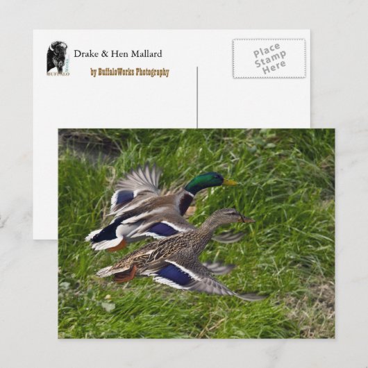 Mallards Flying Postcard Postkarte (Vorne/Hinten)