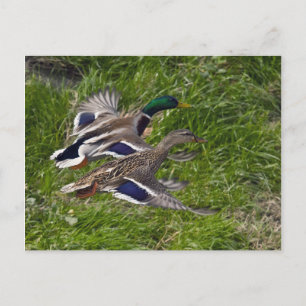Mallards Flying Postcard Postkarte