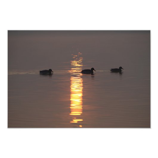 Mallards Fotodruck (Vorne)