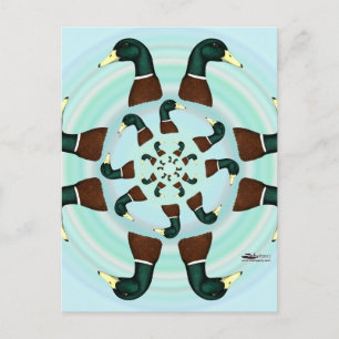 Mallards Galore! Postkarte