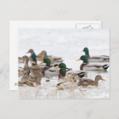 Mallards in Feuchtgebieten im Winter Postkarte (Vorne/Hinten)