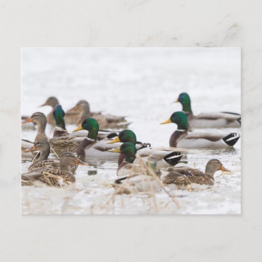 Mallards in Feuchtgebieten im Winter Postkarte (Vorderseite)