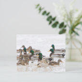 Mallards in Feuchtgebieten im Winter Postkarte (Stehend Vorderseite)