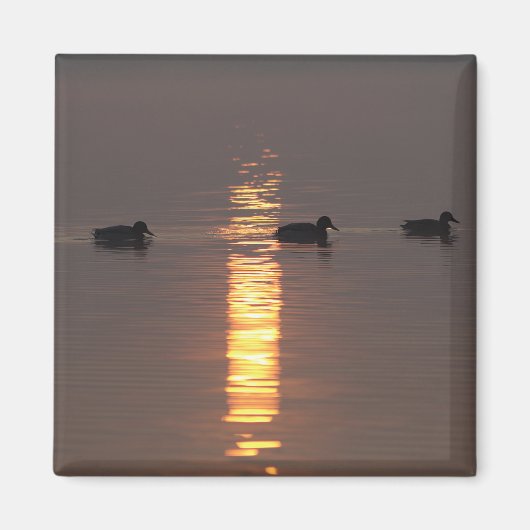 Mallards Magnet (Vorne)