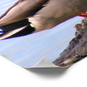 Mallards Poster (Ecke)