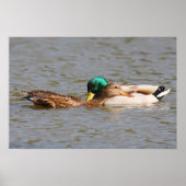 Mallards Poster (Vorne)
