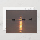 Mallards Postkarte (Vorne/Hinten)