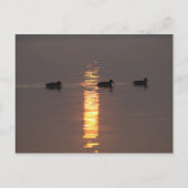 Mallards Postkarte (Vorderseite)