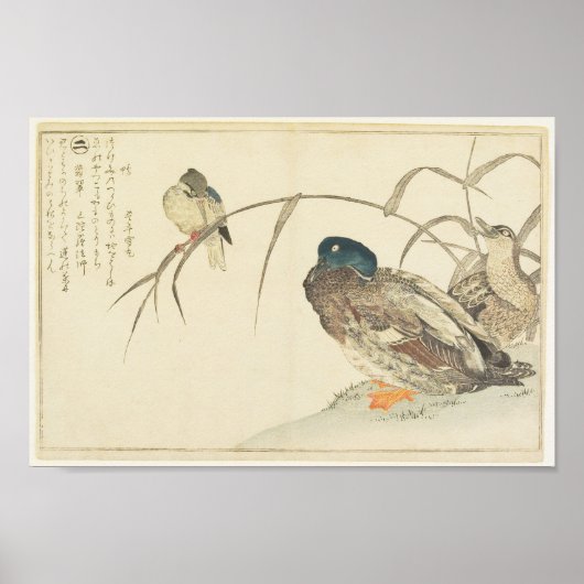 Mallards und Kingfisher (Utamaro) Poster (Vorne)