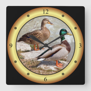 Mallards ~ Wilde Enten ~ Anas platyrhynchos ~ Quadratische Wanduhr
